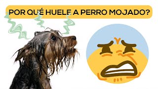 10 PREGUNTAS curiosas contestadas en 5 MINUTOS! [8] видео