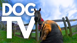 GoPro DogTV | 5hrs Of Blissful Virtual Dog Walks Through Scenic Woodlands 🌳🦮 Dog Point-Of-View