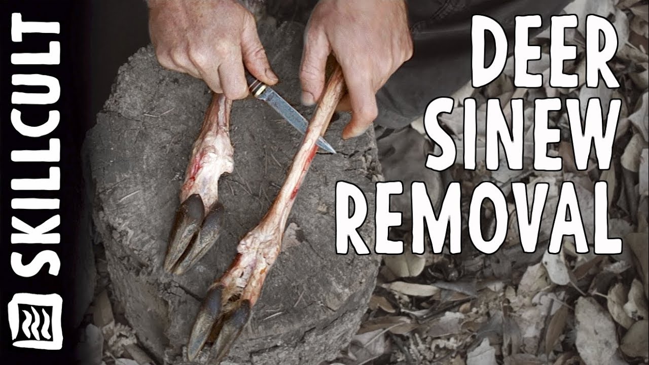 Uses of the Deer: Removing Sinew, Tendons for Cordage, Bowstrings, Wrapping  Arrows, Thread, Backing 