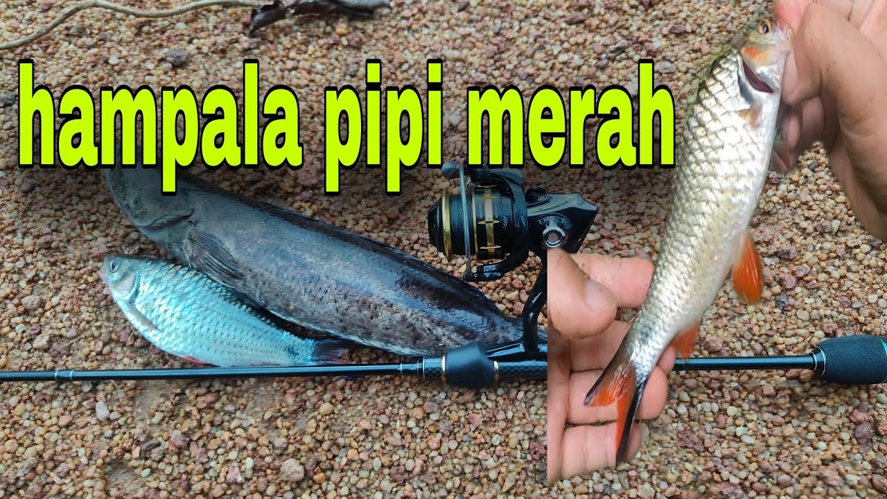Ultralight Moguroexqusite Artemisrod Strike Si Pipi Merah Youtube