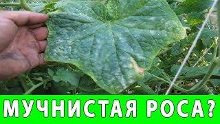 МУЧНИСТАЯ РОСА НА ОГУРЦАХ МЕРЫ БОРЬБЫ