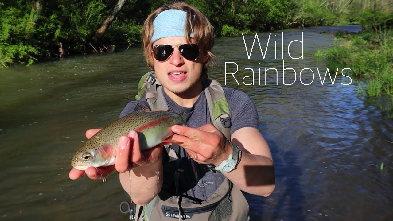 FLY FISHING MISSOURI TINY CREEK FOR WILD TROUT(Blue Ribbon Rainbows