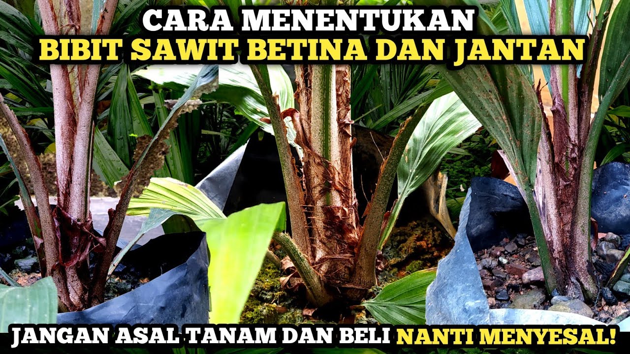 Cara memilih bibit sawit jantan dan betina