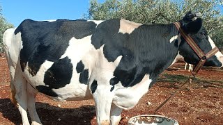 سوق البقر في بشمارون بتاريخ 12/12لتواصل معنا 994408588064+