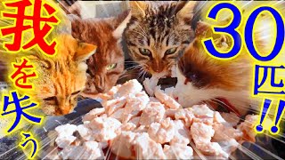 The moment you feed 30 hungry stray cats, you see an unbelievable sight!