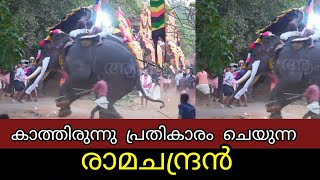 അവസരം കാത്തിരുന്നു പ്രതികാരം ചെയ്ത രാമചന്ദ്രൻ | elephantattack | Thechikottukavu ramachandran