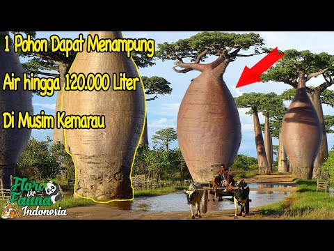 Video: Seberapa besar pohon baobab?