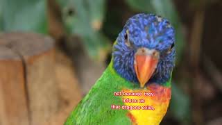 Funny Bird Talking About Life Quotes.