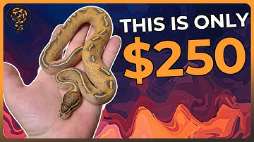 U kunt deze balpythons kopen voor $250 OF MINDER!!!