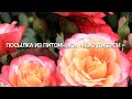 Розы.🌹🌹🌹Посылка из питомника роз Нью Джерси. Какая же я паникёрша.....🌹🌹🌹