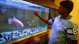 FEEDING MY FISH | GIANT GOURAMI FISH | dwarf gourami