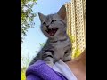 The Ultimate Guide To Cat Instagramming рџђ рџ ё CatsOfIG CatLoverTips InstaKittens The Ultimate Guide To Cat Instagramming рџђ рџ ё CatsOfIG CatLoverTips InstaKittens