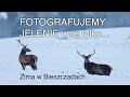 Fotografujemy jelenie i nie tylko, czyli zima w Bieszczadach. Z życia fotografów przyrody.