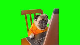 Green Screen Dog Staring at Computer Meme