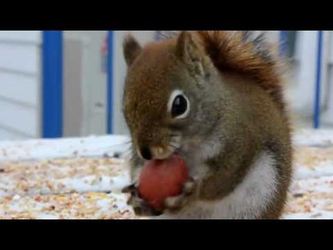 Video Funny Squirrel Eating A Nut