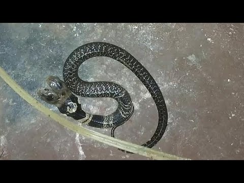 Vídeo: Uma Cobra De Duas Cabeças Foi Descoberta Na Índia - Visão Alternativa