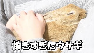 うさぎが人間に懐くとこうなります