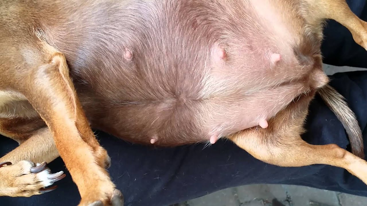 Pregnant chihuahua min pin mix puppies kicking - YouTube