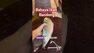Ternyata Ikan bandeng berbahaya😭 #shortsfeed #ikanbandeng