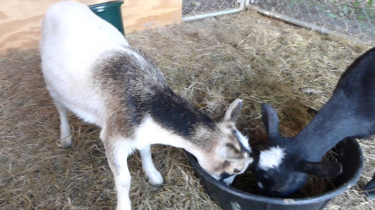 Goats eating alfalfa pellets YouTube