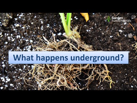 Video: Plantele au brazdă de decoltare?
