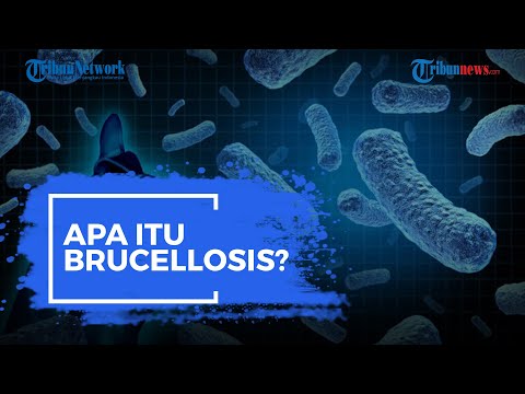 Video: Siapa pedoman pengobatan brucellosis?