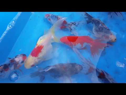 Videó: Melyik Akváriumba Tegye Az Aranyhalát?