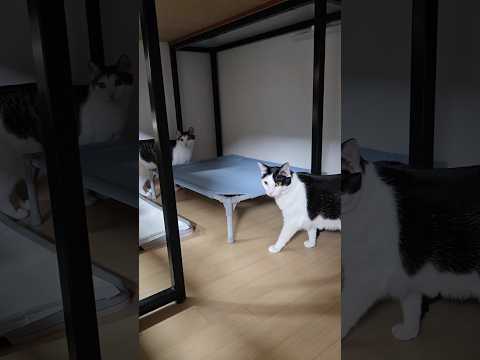 2026. 1. 16 룰루방에 몰래 들어가기 #고양이 #cat #반려묘