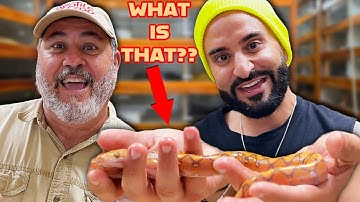 Opening Big Python Eggs with Kris Fade😳