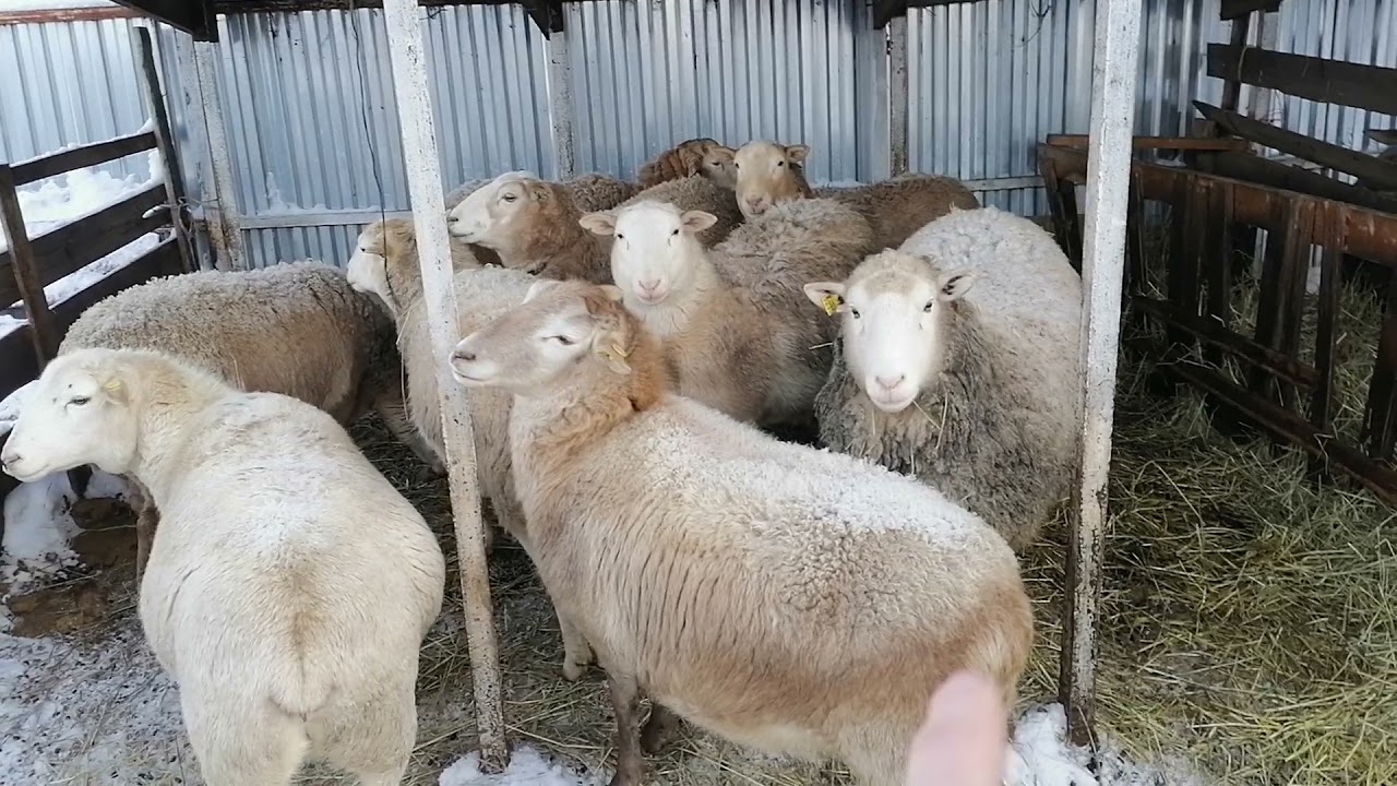 Уникальная порода овец