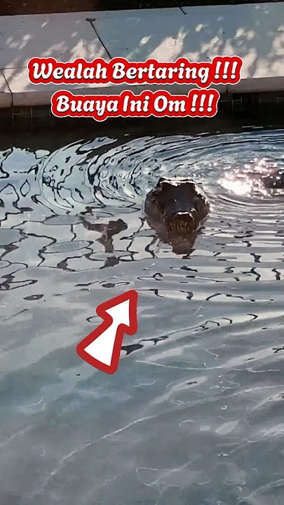 Buaya Di Kolam Renang !!! Bikin Hati Tak Tenang !!!