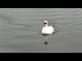 Radio controlled Swan