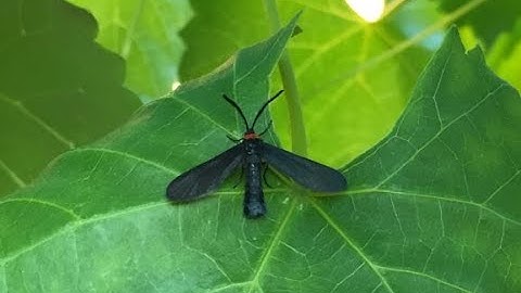 Friend Foe Neutral Series #2 - Grapeleaf Skeletonizers