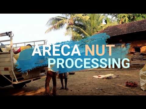 Areca Nut Harvesting | Part - 2 | Areca Nut Processing