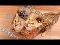 ルトとロゼのいつもカットしちゃういつもの朝ごはんの様子をお見せします