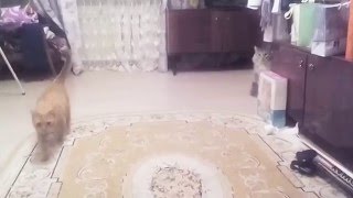 Мой хозяин идиот (Как я стал врагом кота интеллигента)2016 Мой хозяин идиот (Как я стал врагом кота интеллигента)2016
