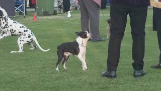 2024 DV Autumn Extravaganza Friday - Non Sporting Dogs