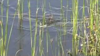 Tackletour Video - Larry Dahlberg Introduces His New River2Sea Baits At Icast 2010