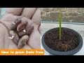 How to Grow Date Palm Tree From Seed 100% success