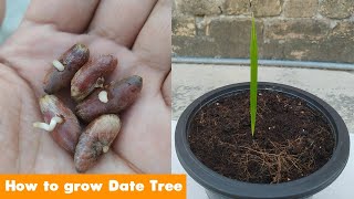How to Grow Date Palm Tree From Seed 100% success