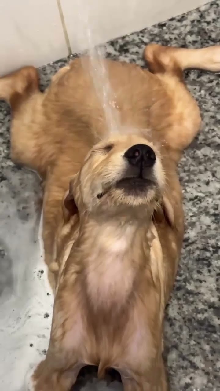 Golden Retriever Puppy Finds Bliss In Bath Time || ViralHog