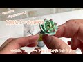 樹脂粘土で多肉植物「ミニチュア桃太郎」〜製作風景〜