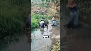 Un estanque abandonado tenía una aleta enorme; lo vaciaron y encontraron esto dentro.#reparación