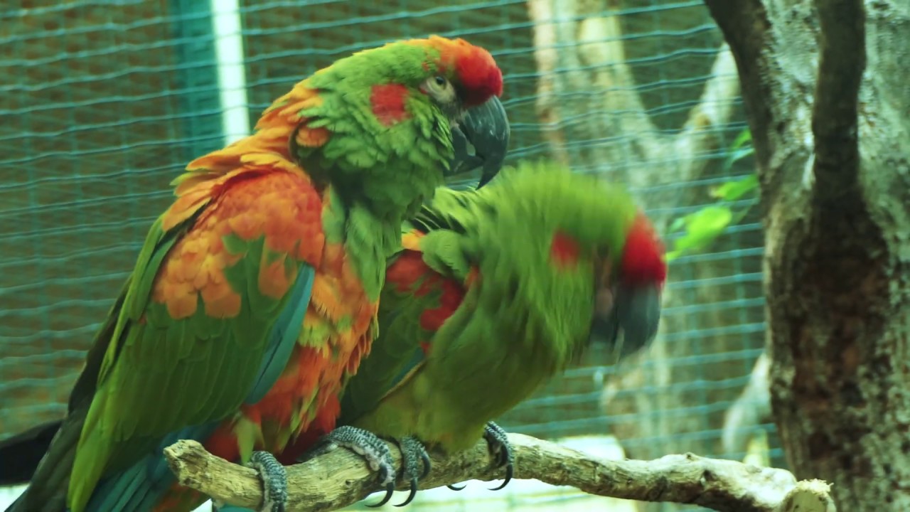 Red-fronted Macaw 