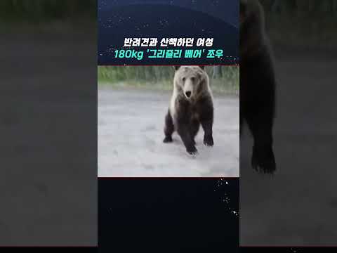반려견과 산책하던 여성, 180kg '그리즐리 베어' 조우 thumbnail