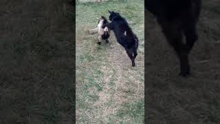 Nigerian Dwarf Bucks