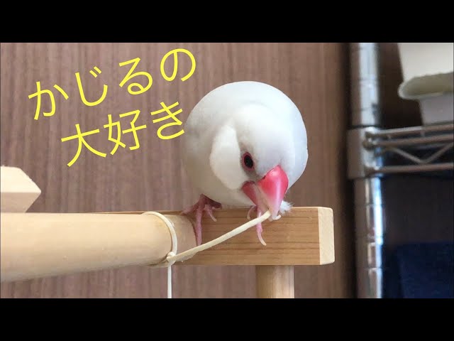 シルバー文鳥】ほのぼの動画11 紐をかじり続ける文鳥 Cord chew Java