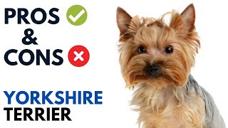Yorkshire Terrier Pros and Cons | Yorkie Dog Advantages and Disadvantages Net Worth