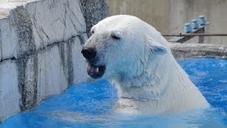 ホッキョクグマ ララへ活魚給餌~Polar Bear catches and eats fish