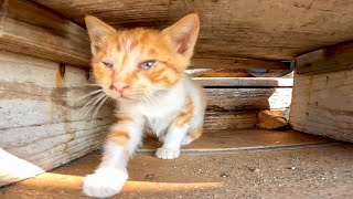 漁港で見掛けた子猫の兄弟が可愛過ぎる